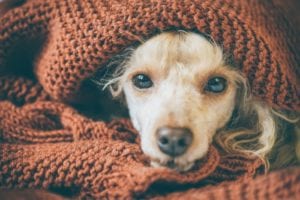 Cute Dog Sleeping