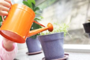 Houseplants Elevate your Mood & Make your Home Healthier