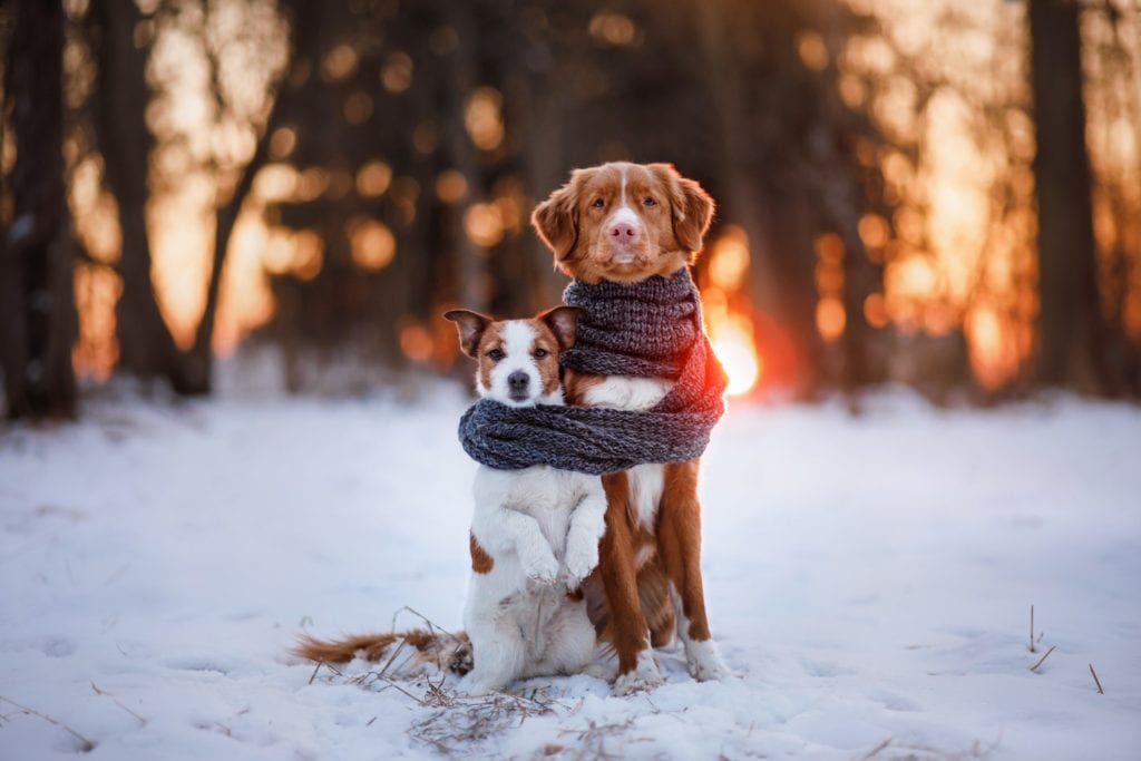 Cute Dog in snow